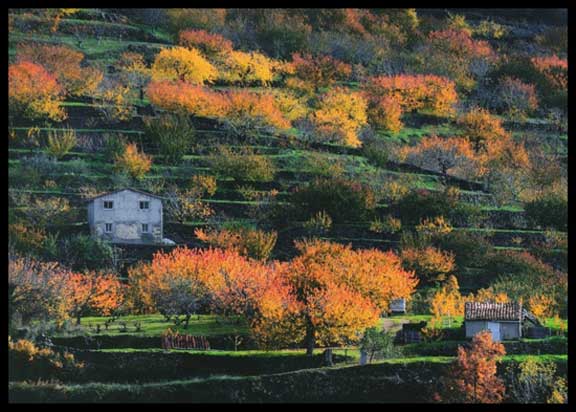 primer-premio Fotografia Valle del Jerte